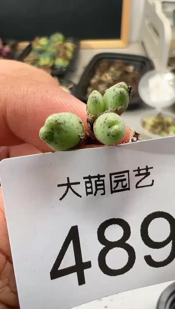 【闪购商品】----489