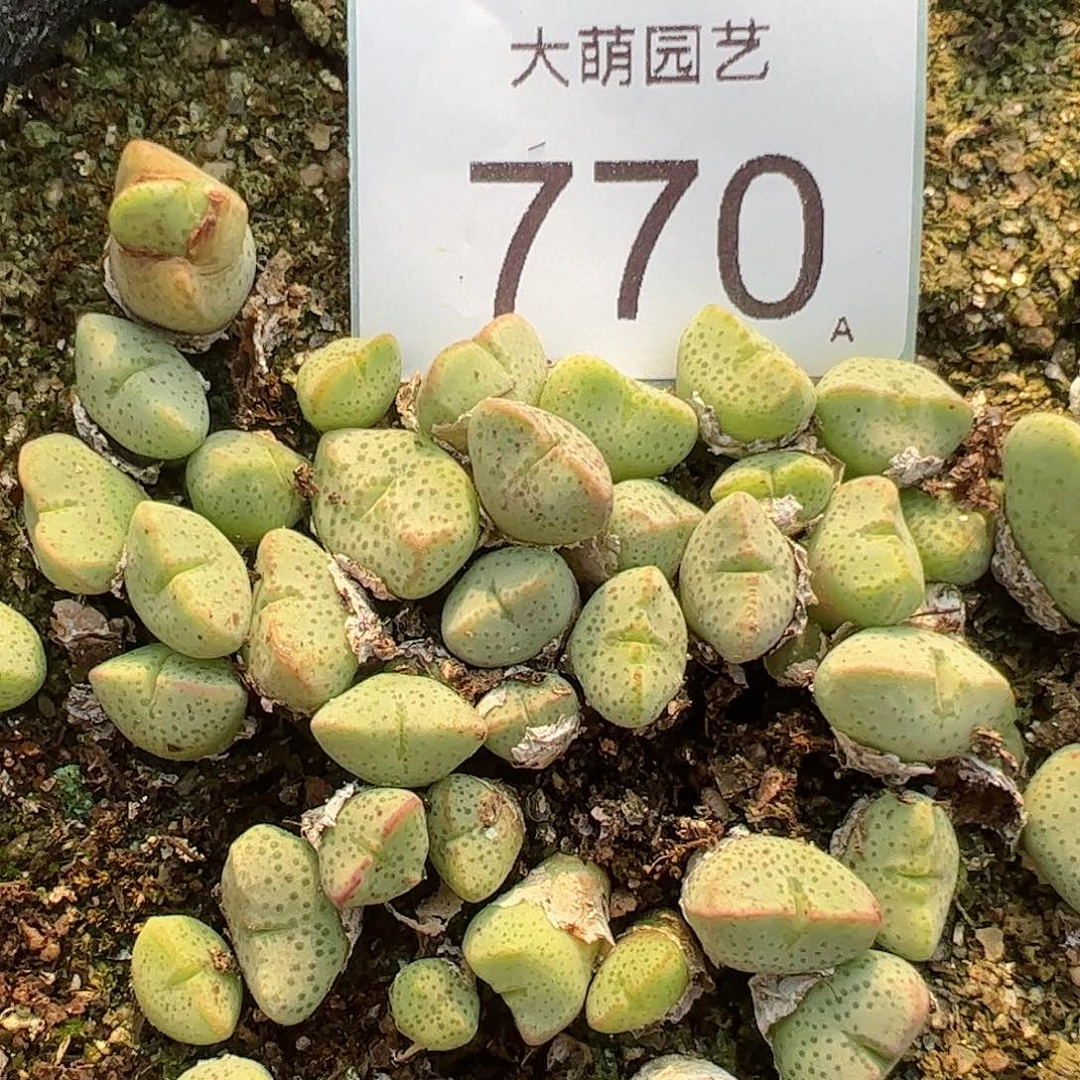 0000770量拍紫式部3颗