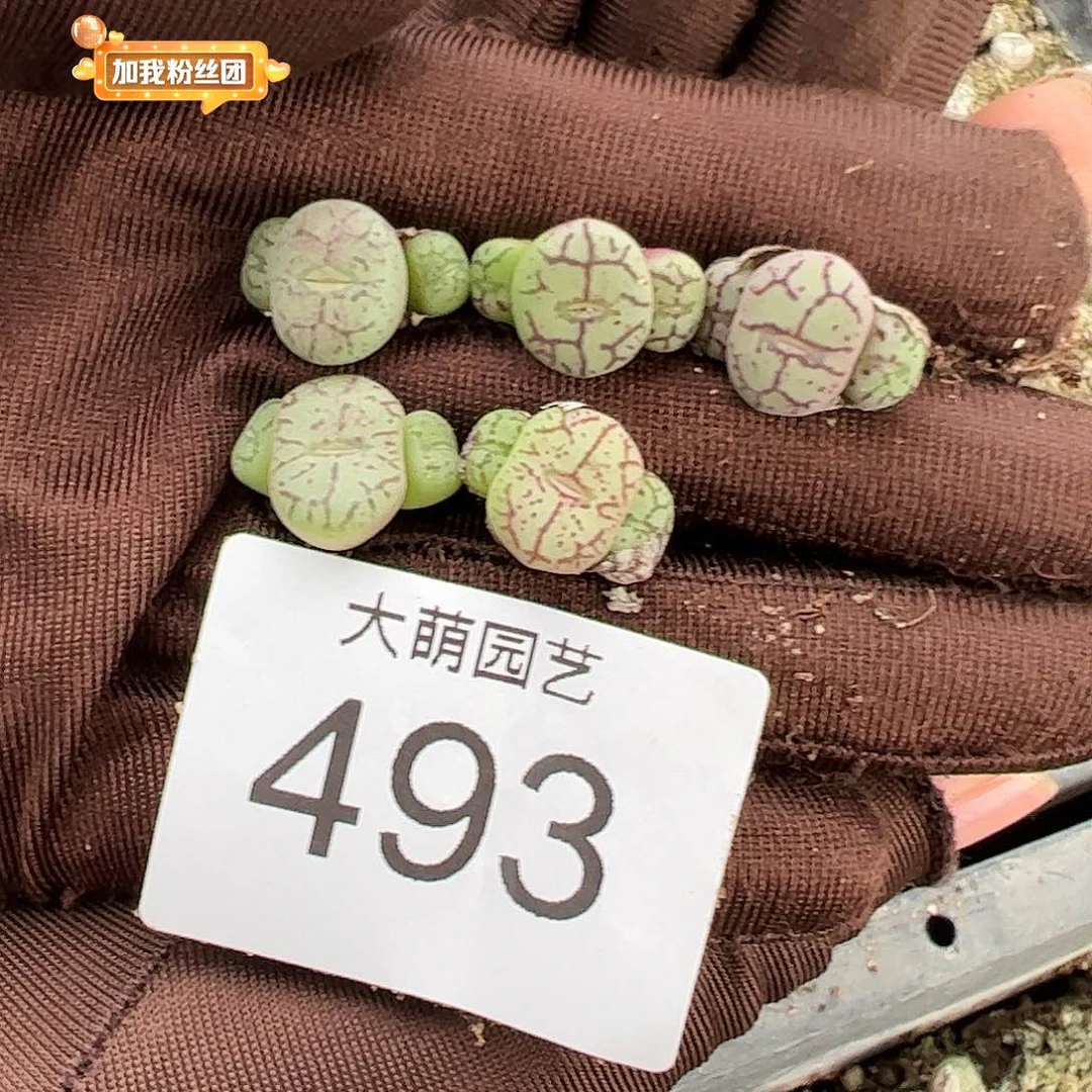 0000493量拍3 头清姬5颗
