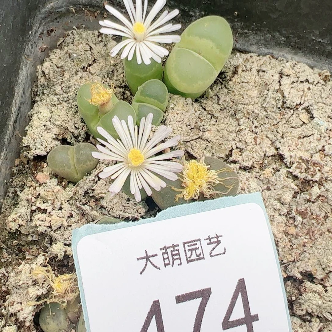 0000474量拍F2风铃1颗1797.18小海豚