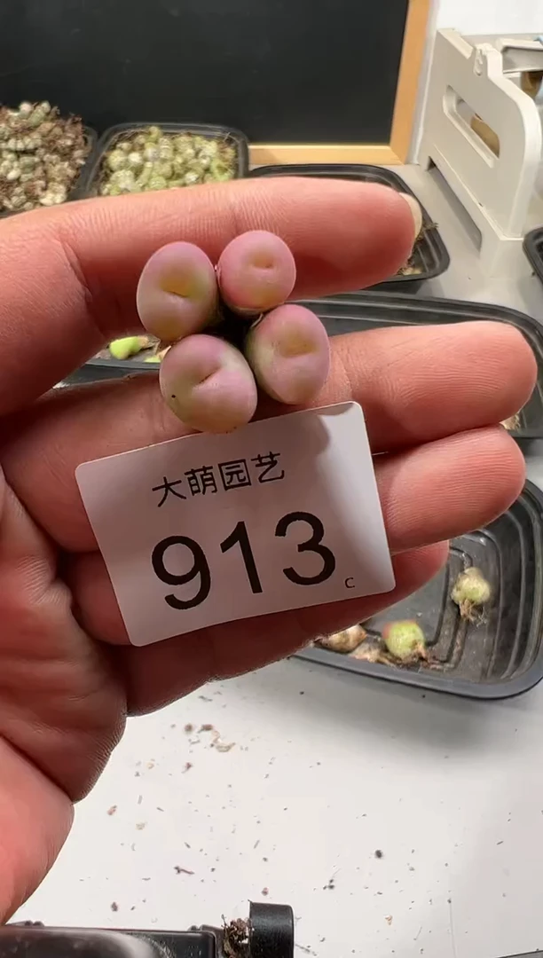 【闪购商品】----913