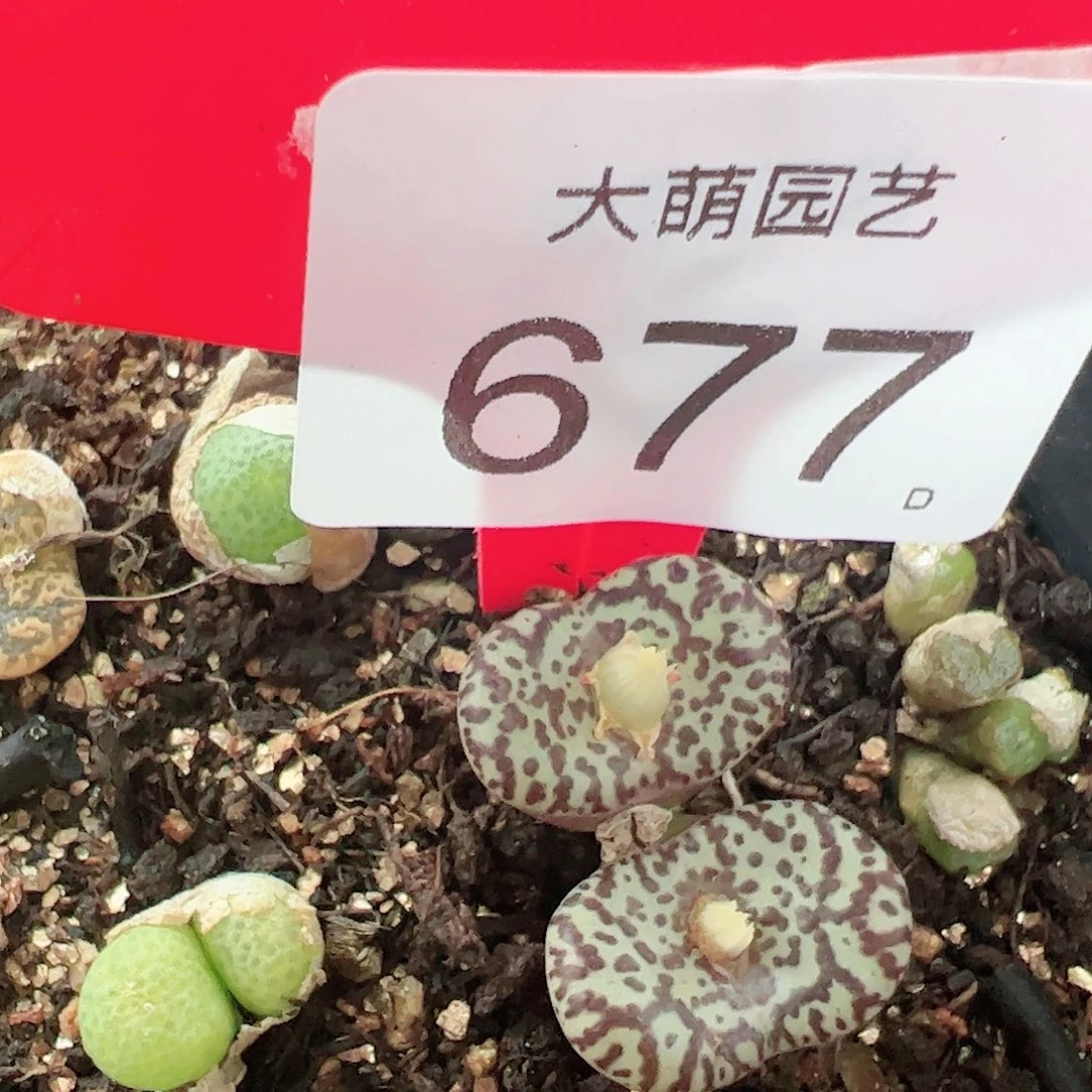 0000677 一物一拍……