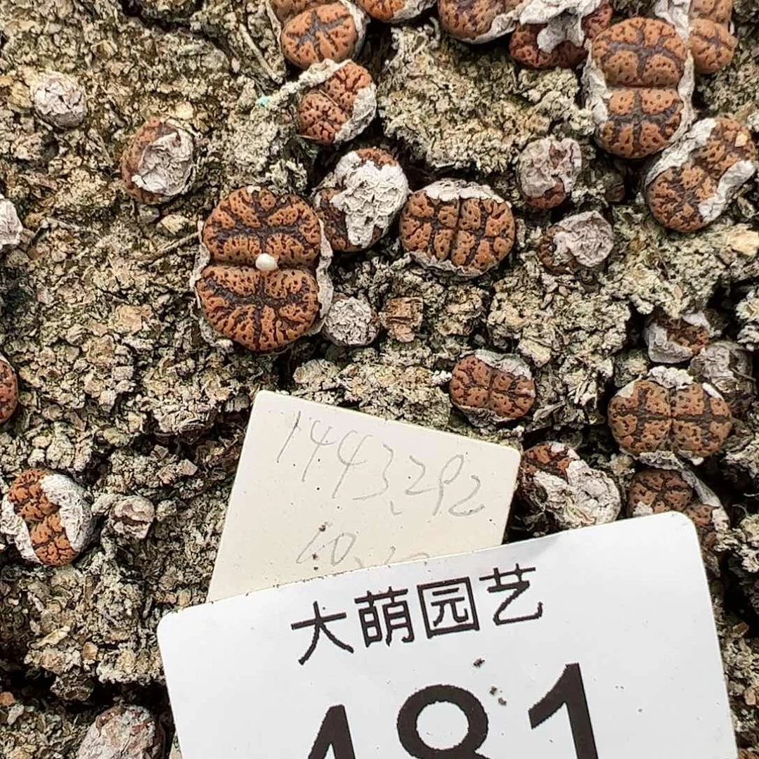 0000481量拍1443.292桔蝴蝶1颗
