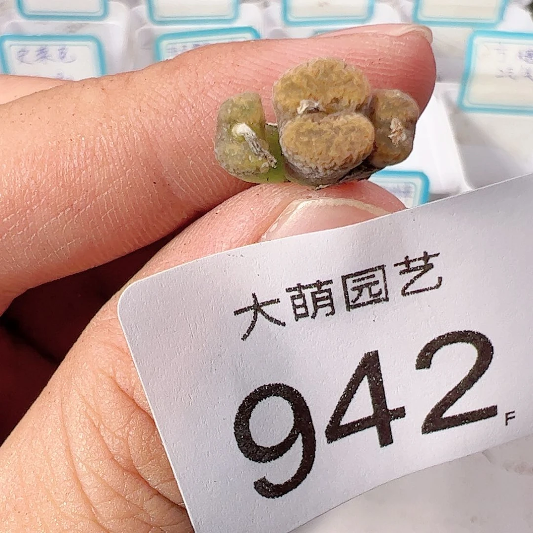 0000942 肉锥一物一拍，