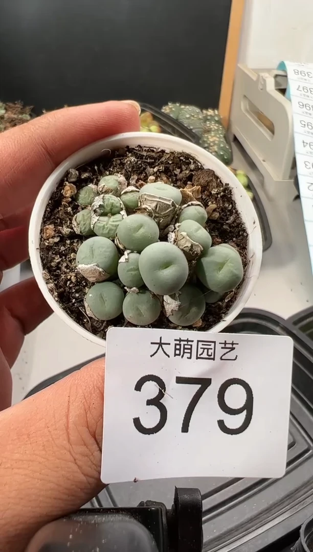【闪购商品】----379