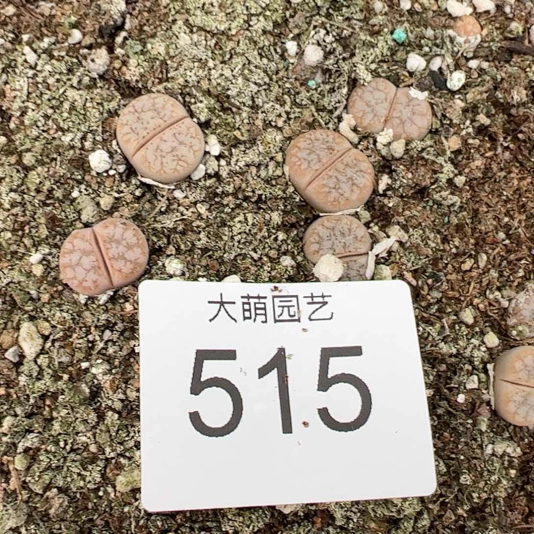 0000515量拍c309a拿铁3颗