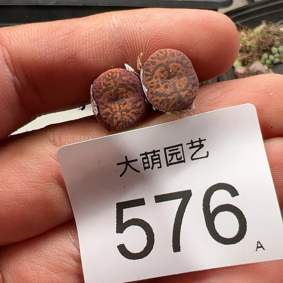 0000576 肉锥生石花一物一拍