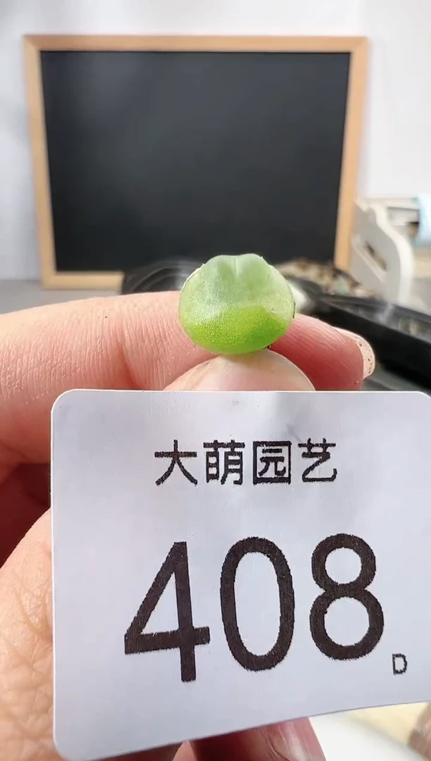 【闪购商品】----408