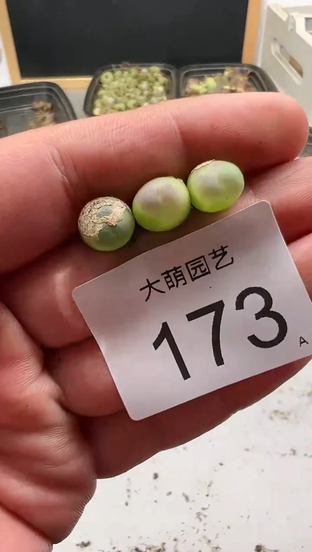 【闪购商品】-----173