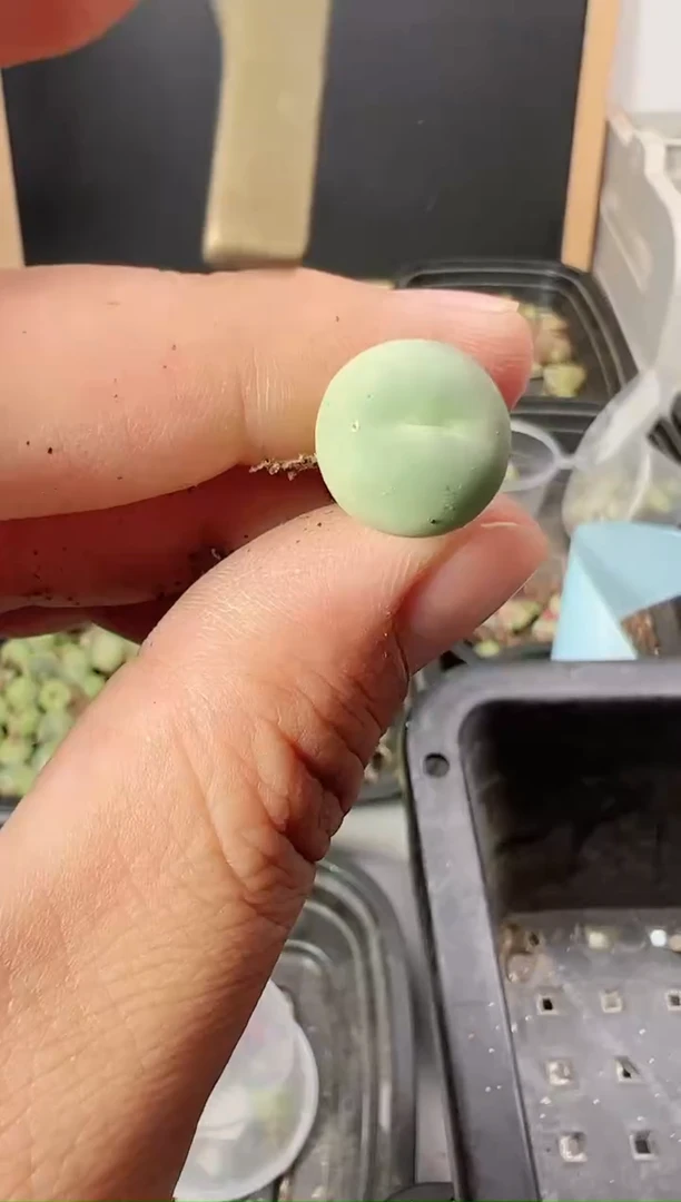 【闪购商品】----469