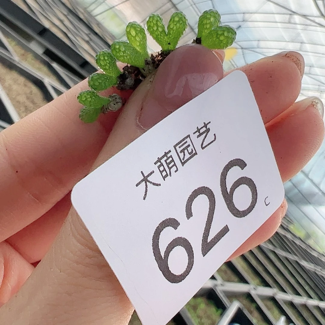 0000626量拍妖奇玉5颗