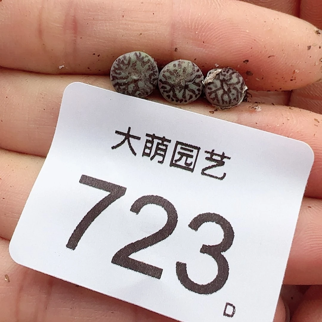 0000723 一物一拍……