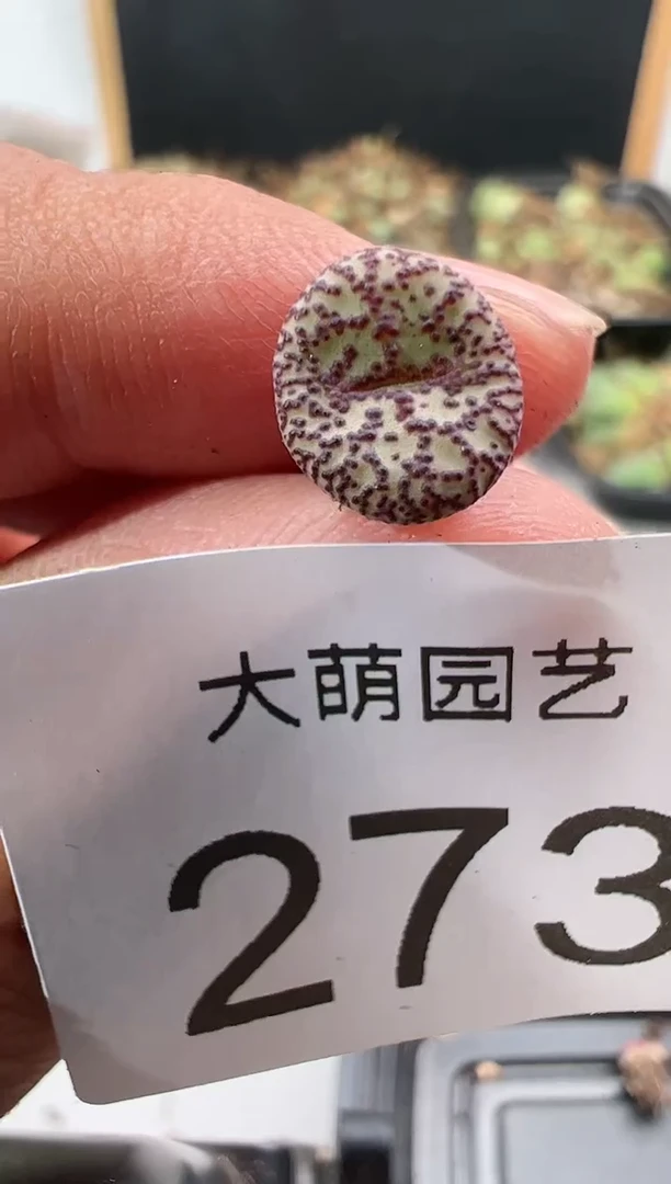 【闪购商品】----273