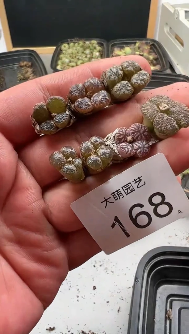 【闪购商品】----168