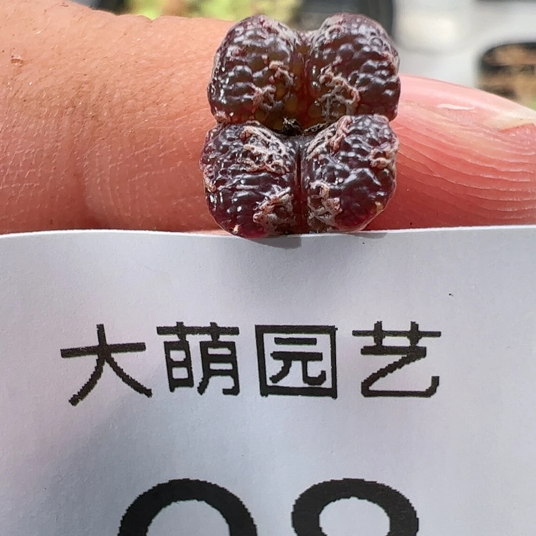 000098 肉锥生石花一物一拍