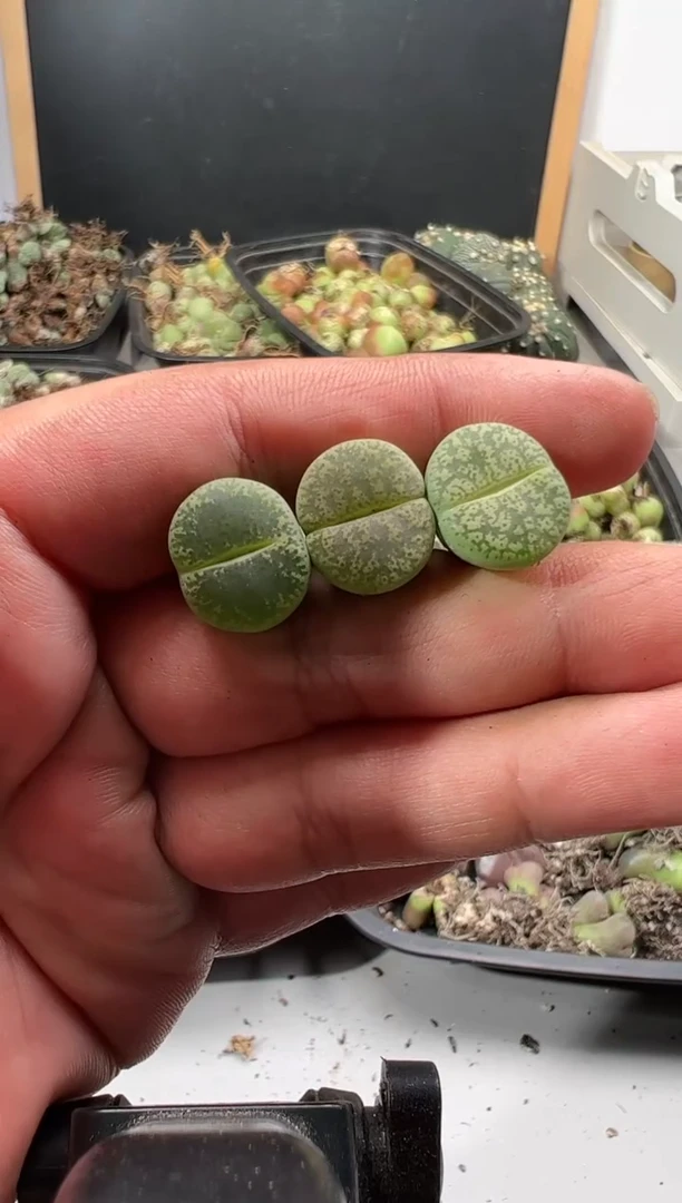 【闪购商品】量拍绿紫熏3颗一组