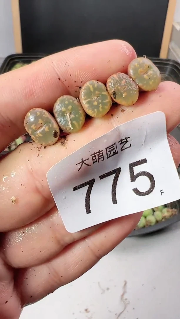 【闪购商品】----775