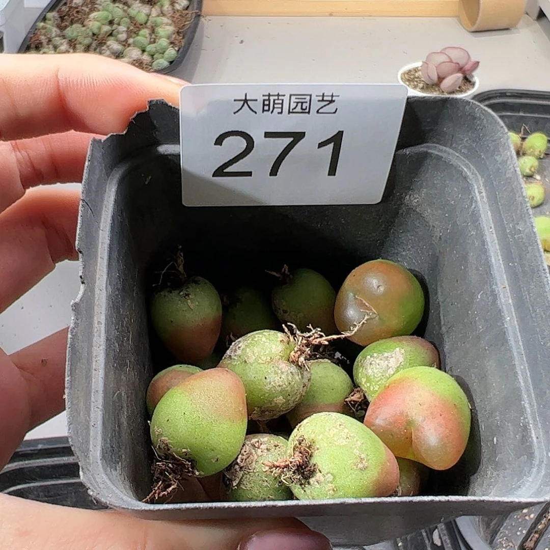 0000271以下5颗水蜜桃