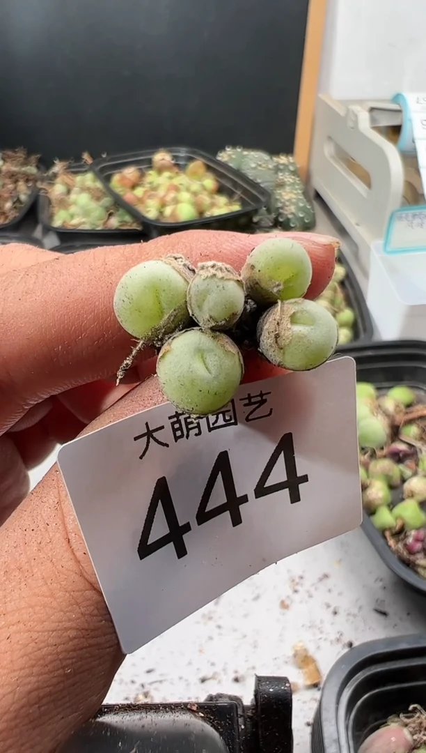 【闪购商品】-----444