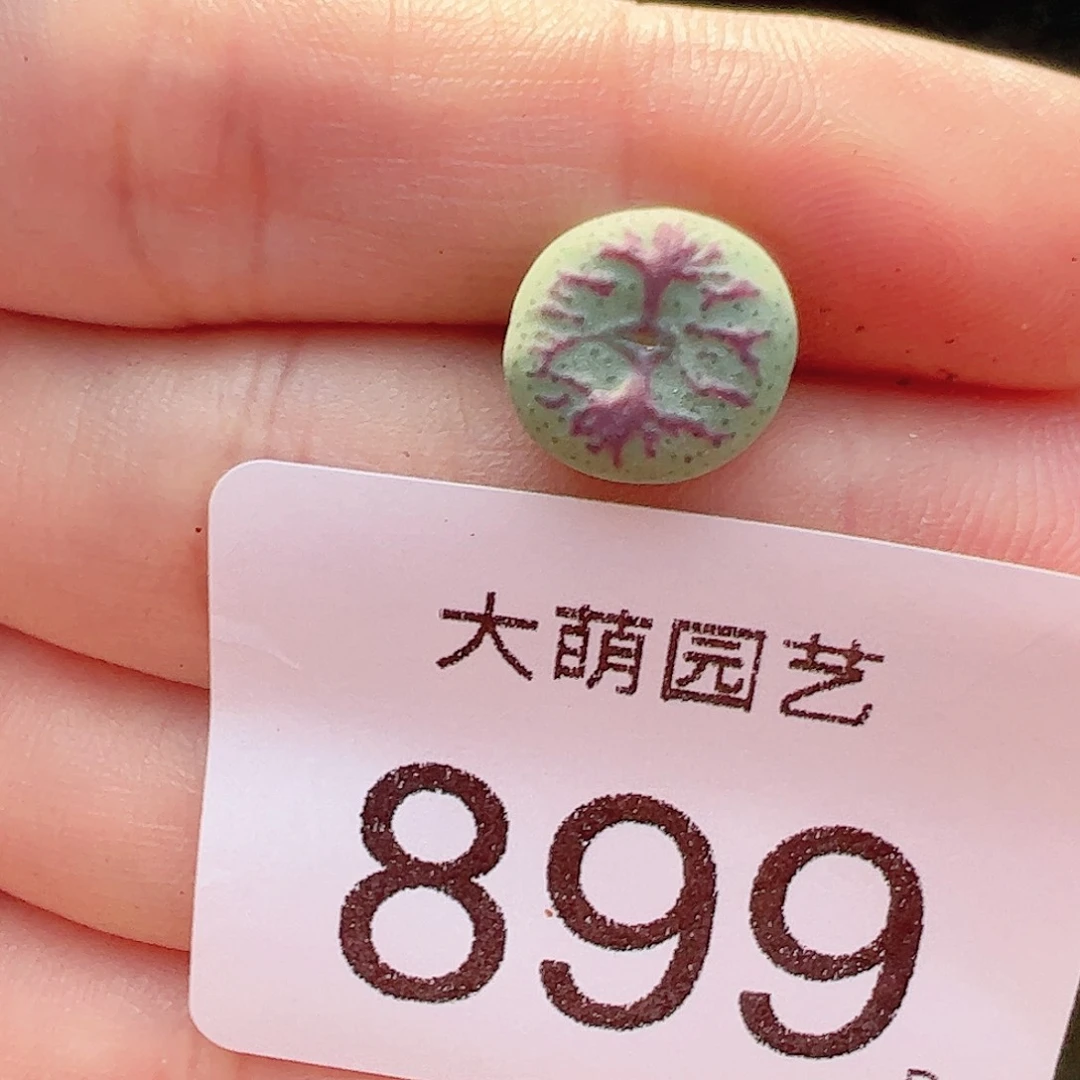 0000899 一物一拍……