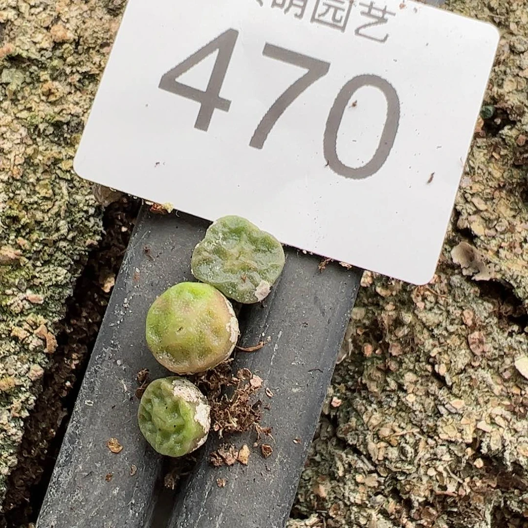 0000470量拍烧麦3颗尺寸不大