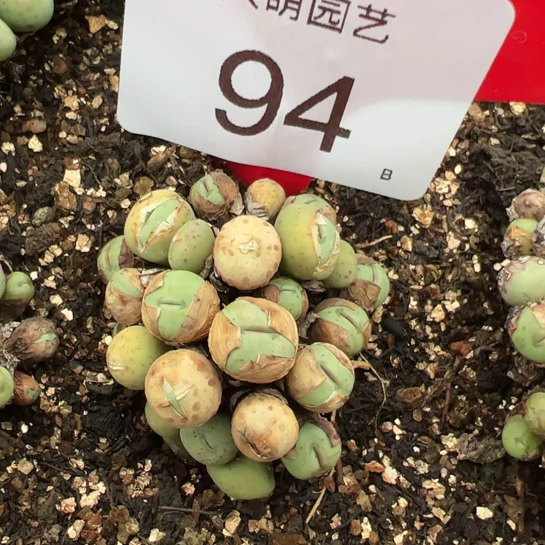 000094 肉锥生石花一物一拍脱土发