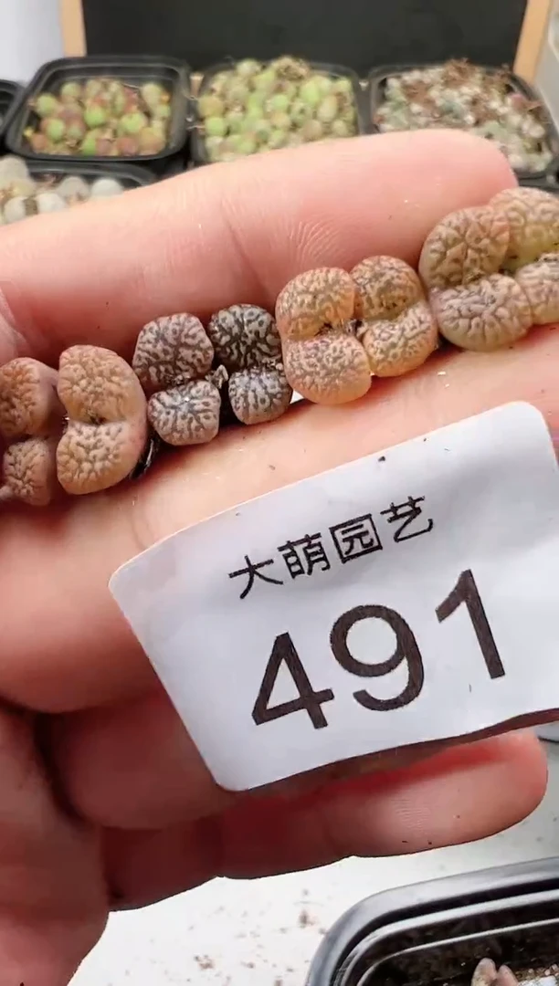 【闪购商品】----491