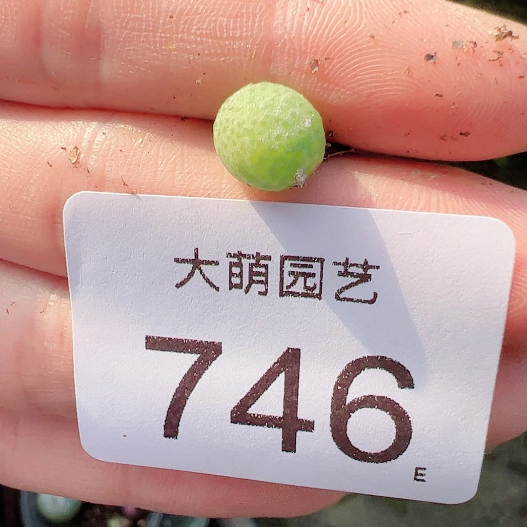 0000746量拍单头玉米1颗