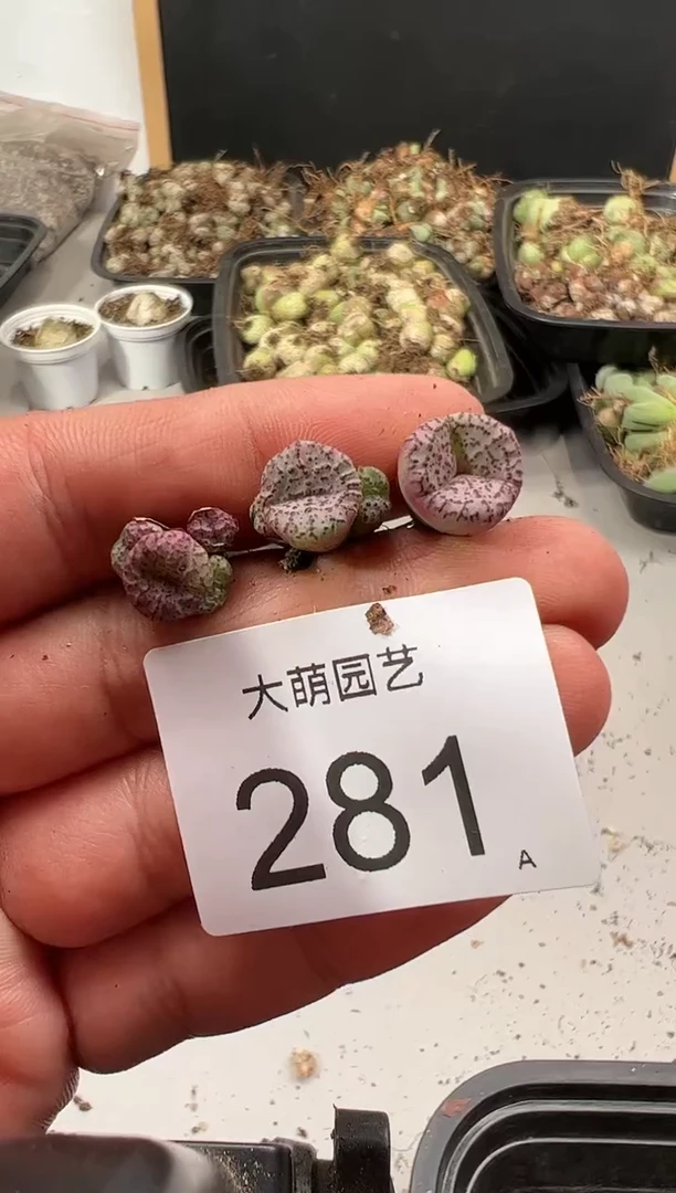 【闪购商品】----281
