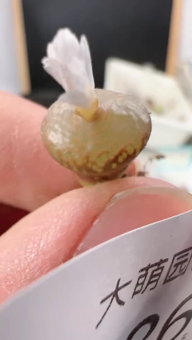 【闪购商品】----486