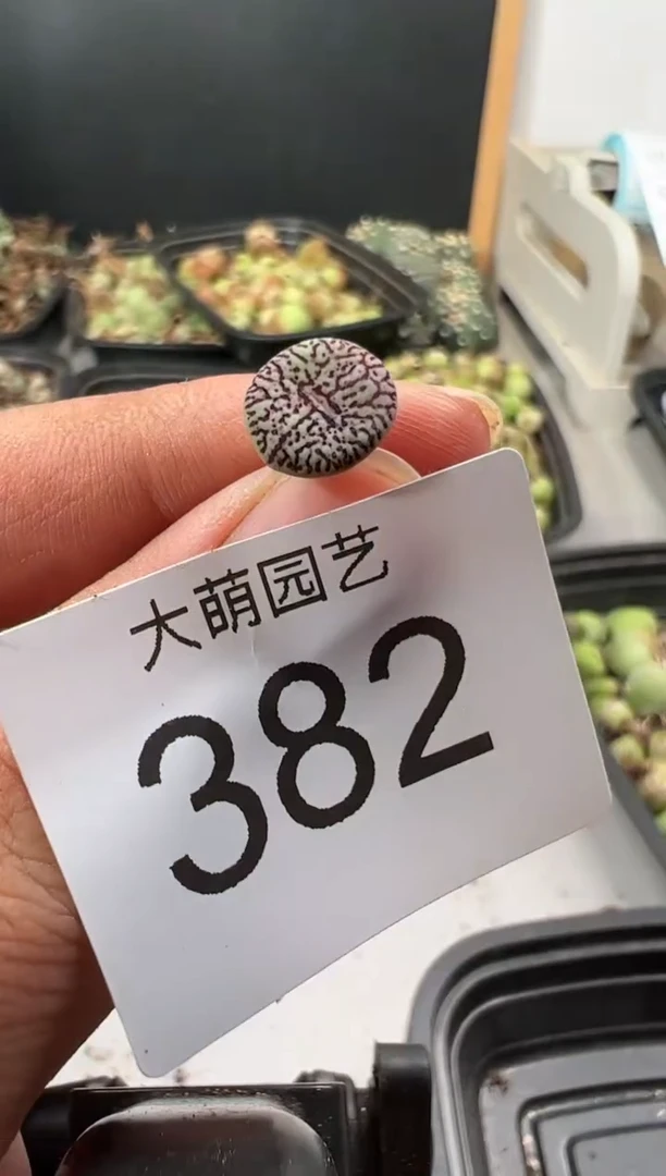 【闪购商品】----382