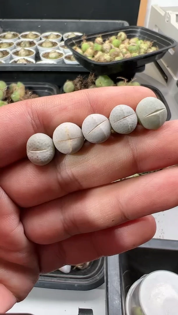 【闪购商品】量拍金边幻玉5颗