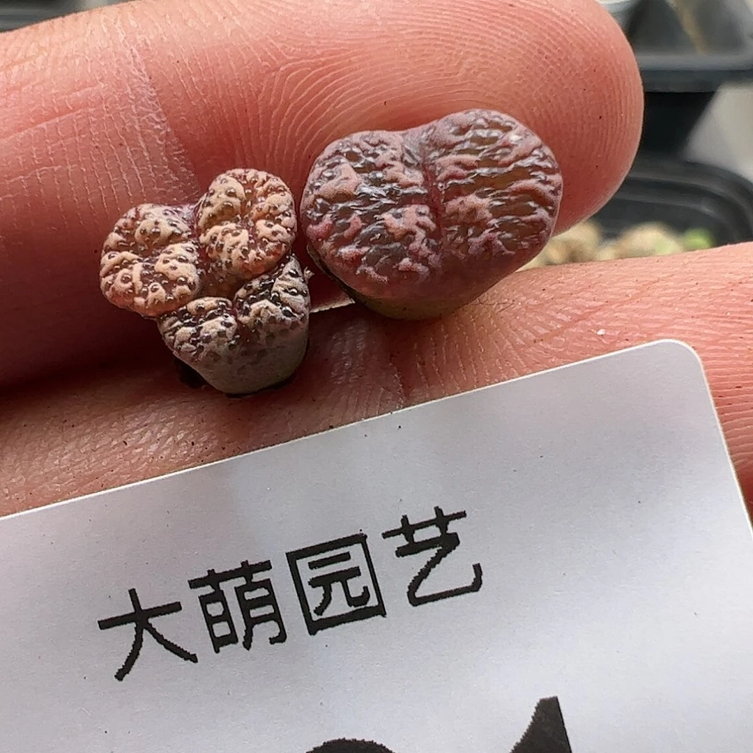 0000831 肉锥生石花一物一拍