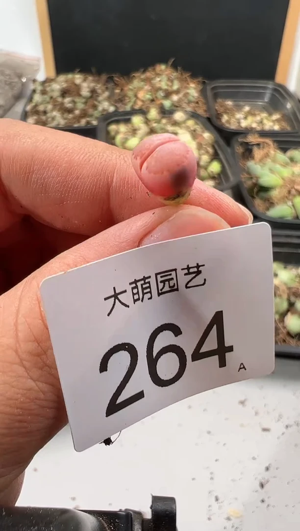 【闪购商品】----264