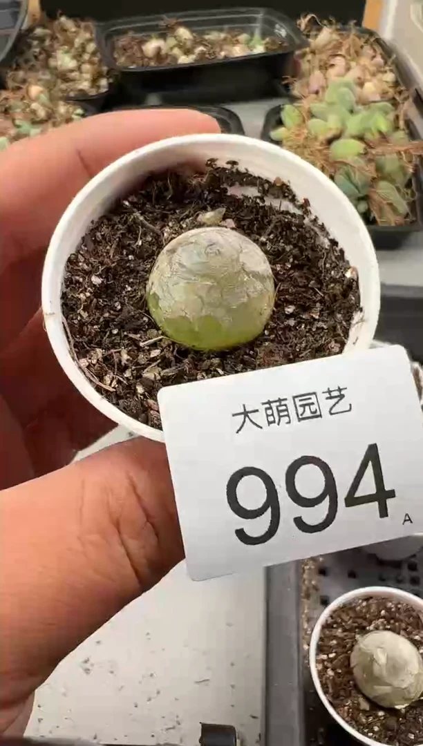 【闪购商品】----994    尺寸2.2