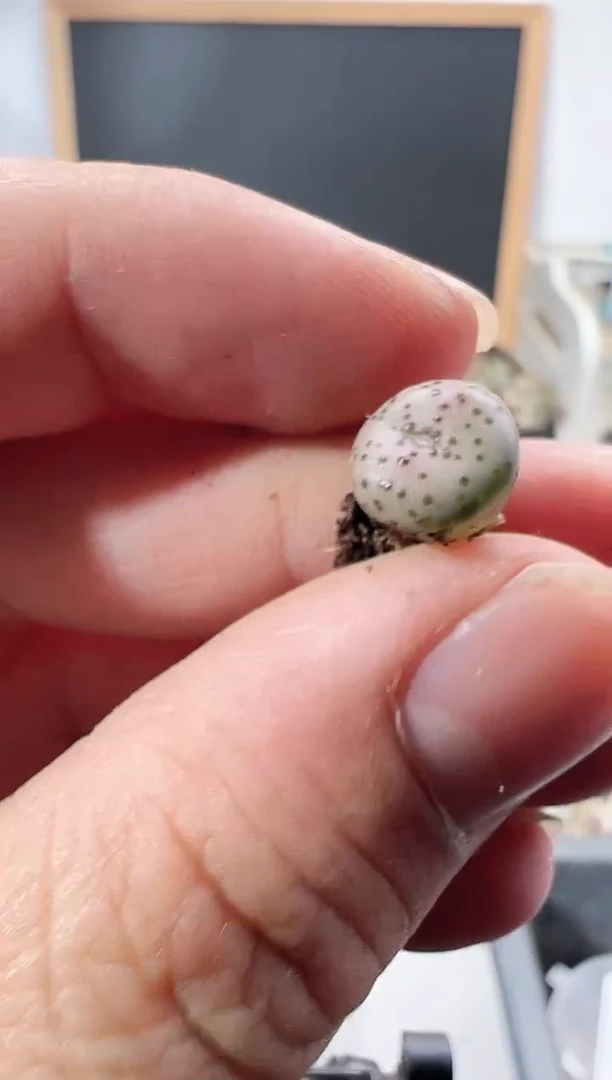 【闪购商品】----266