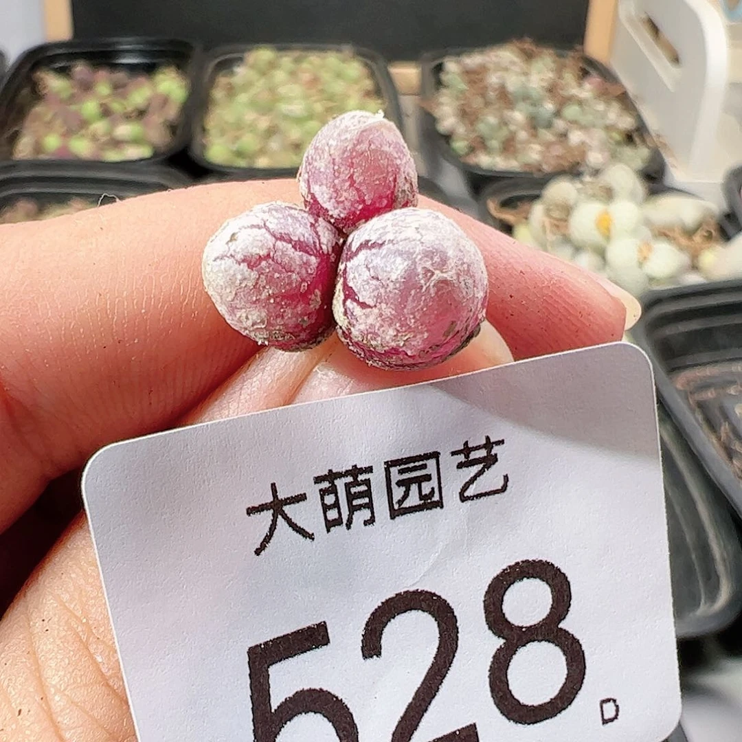 0000528 肉锥一物一拍……