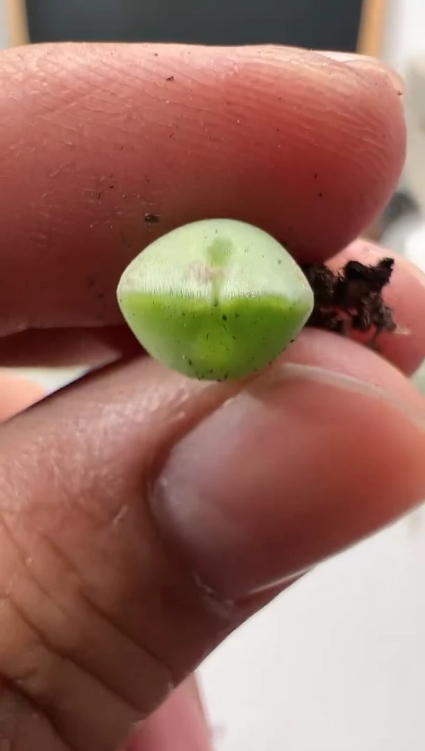 【闪购商品】----470