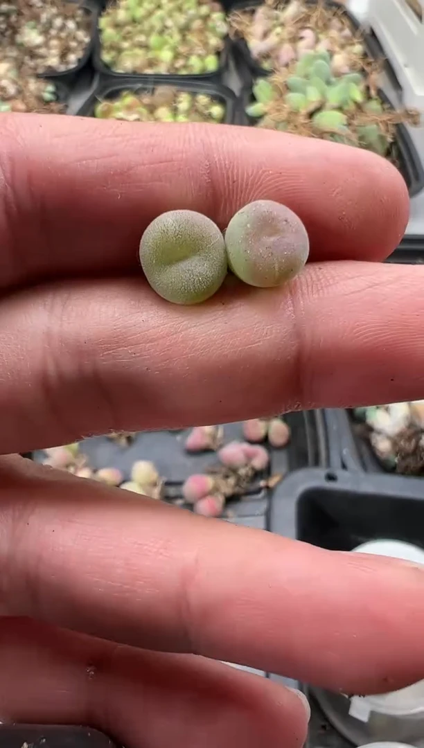 【闪购商品】量拍空卡2颗