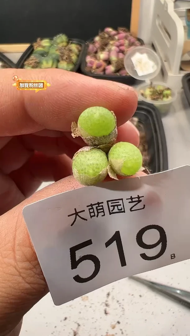 【闪购商品】----519
