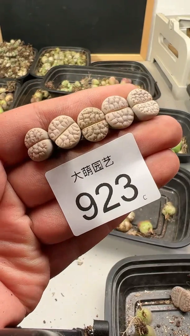 【闪购商品】----923