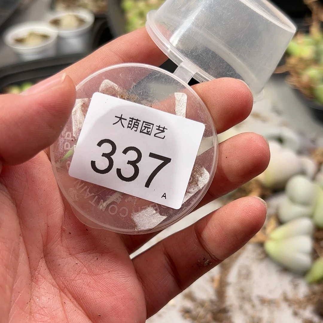 Y**九0000337 肉锥生石花一物一拍