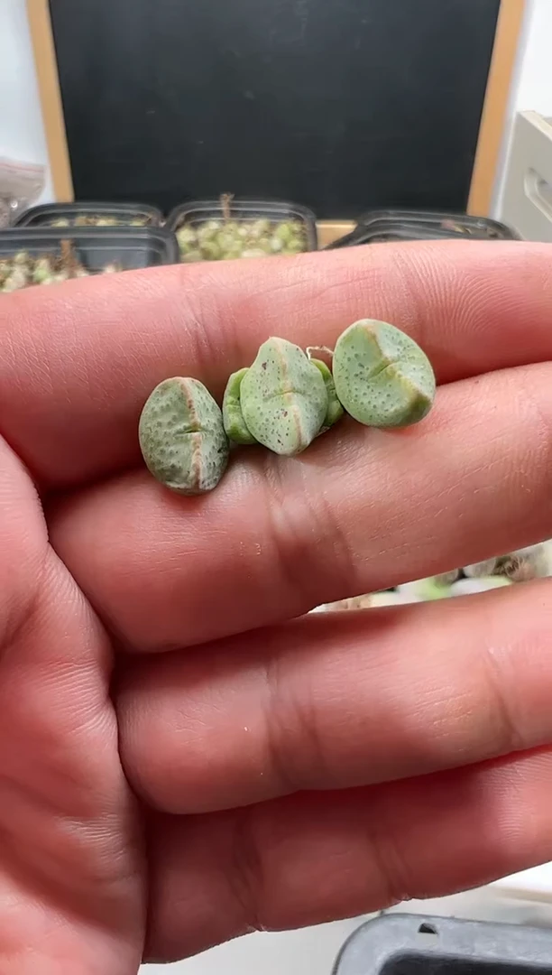 【闪购商品】量拍紫式部3颗