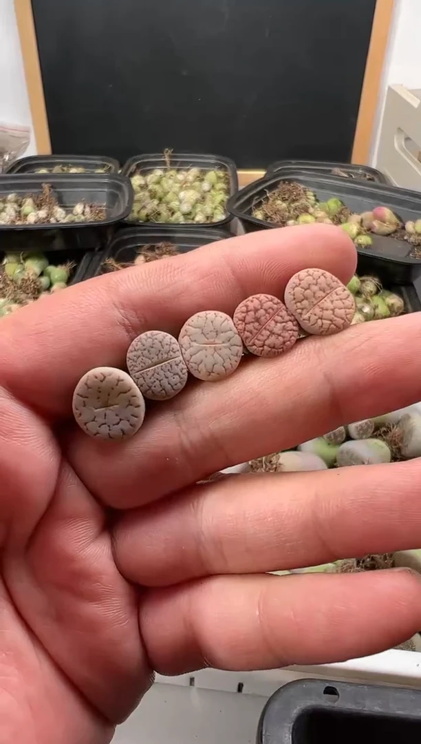 【闪购商品】量拍曲玉5颗