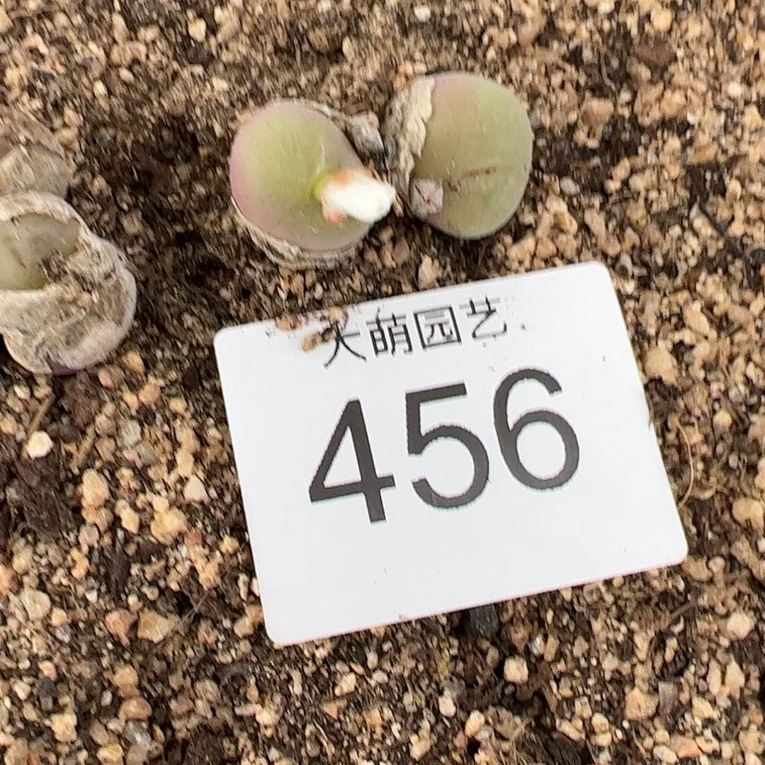 0000456量拍母本空卡双头1颗