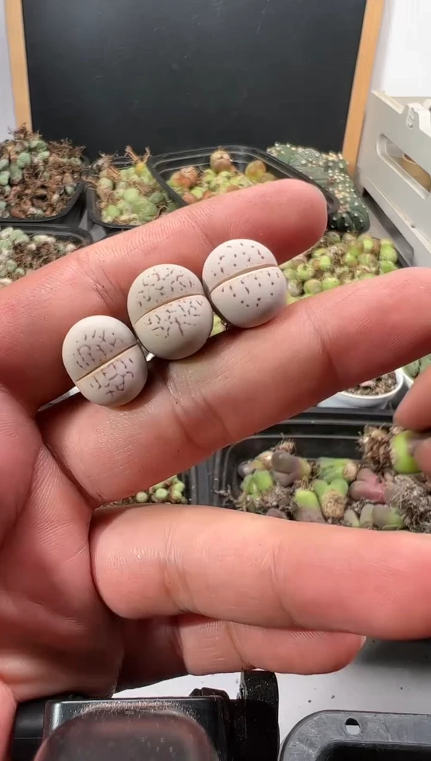 【闪购商品】量拍大白3颗一组