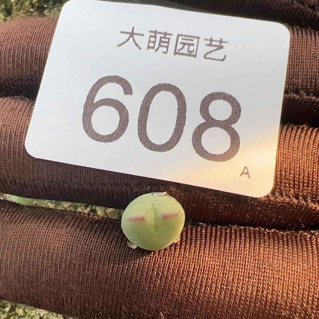0000608量拍白花大枪杂皮卡丘1颗