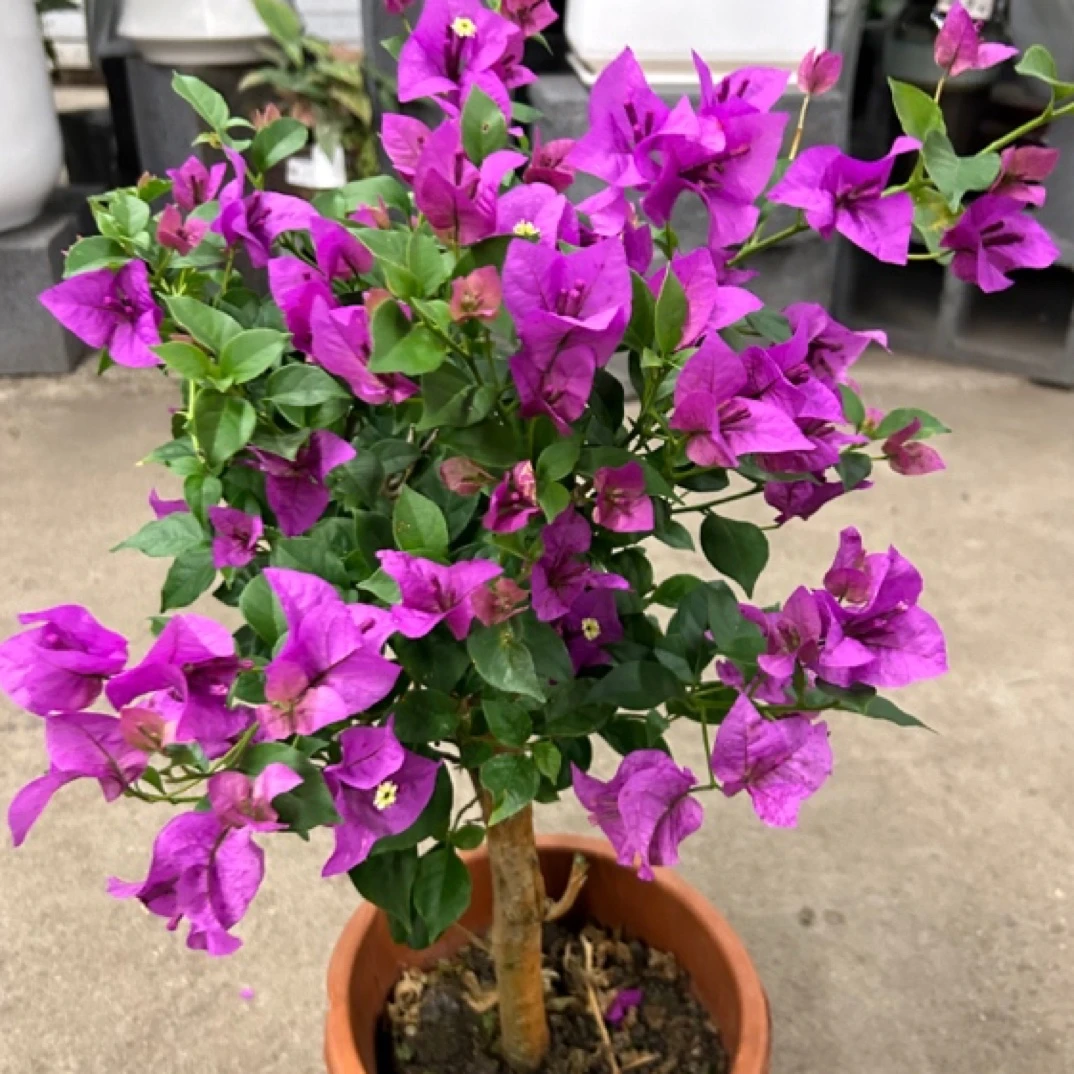 三角梅玫红花卉