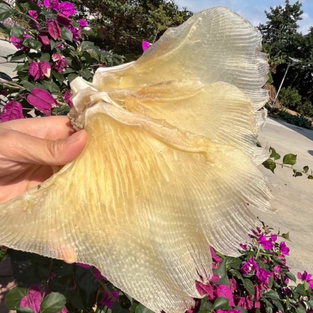 浦鱼翼 海翅干 浦鱼软骨翅肉质新鲜 250克~500克