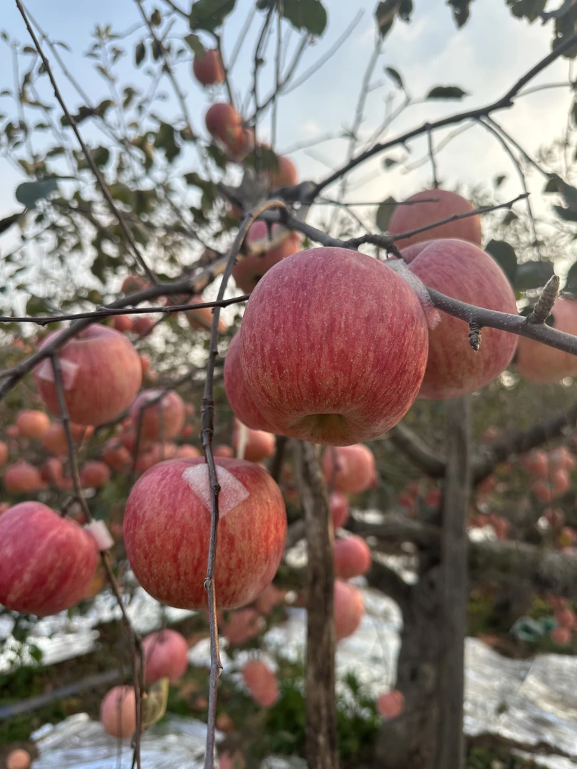 烟台5斤正宗苹果产地直发红富士皮薄香味脆快递包邮下单